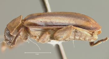 Media type: image;   Entomology 29044 Aspect: habitus lateral view